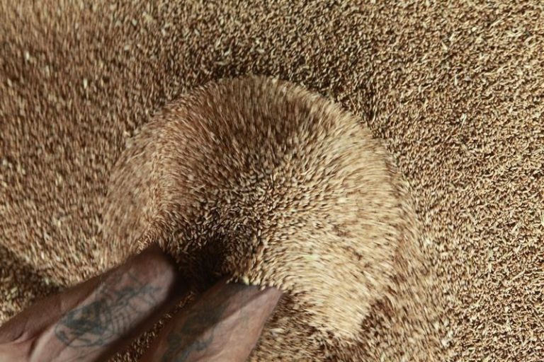 UN chief sends Russia bid to revive Black Sea grain deal