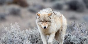 Wolfspeed’s stock rallies as company notches smaller loss than expected