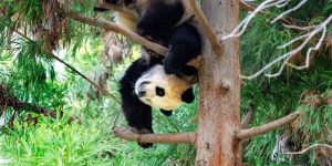 Biden and Xi Are Meeting. What to Expect.